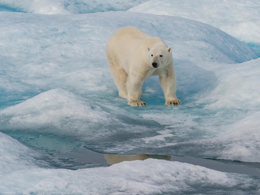 Icebergs in the Arctic waters off Greenland